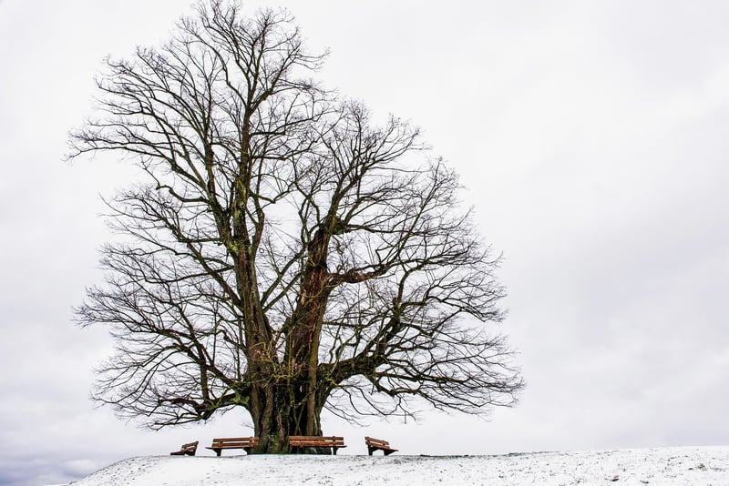 Tree Photography